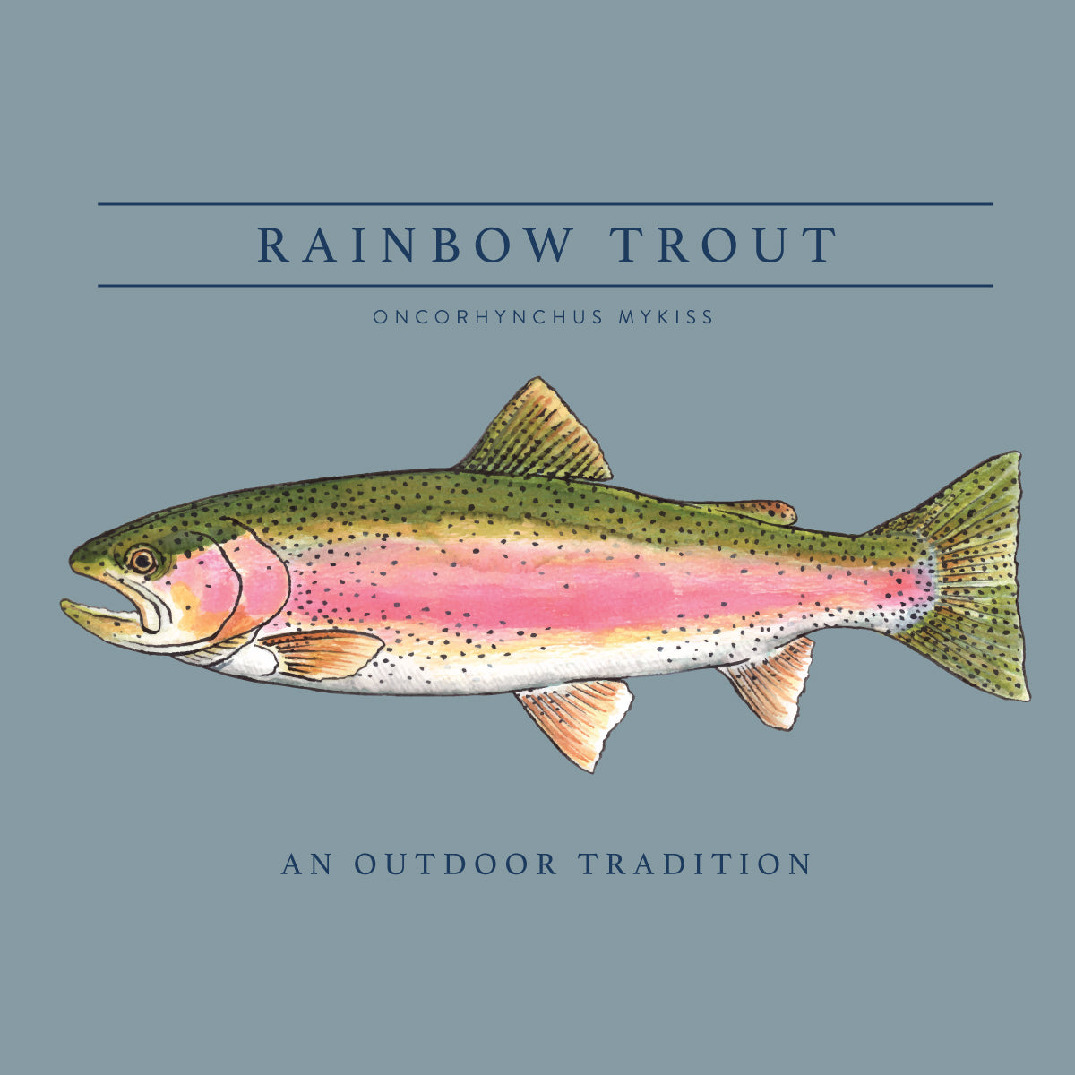 A handpainted detailed illustration of a rainbow trout on a muted blue-gray background, with the title 'RAINBOW TROUT' and subtitle 'AN OUTDOOR TRADITION' in dark blue text.